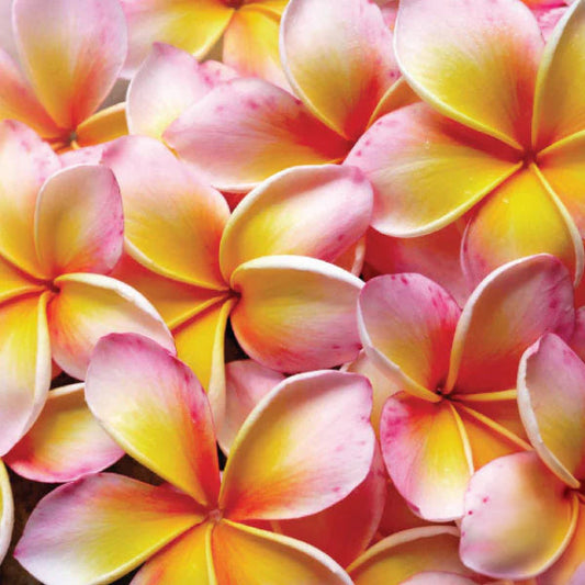 Monthly Deal- Frangipani Argan Body Wash