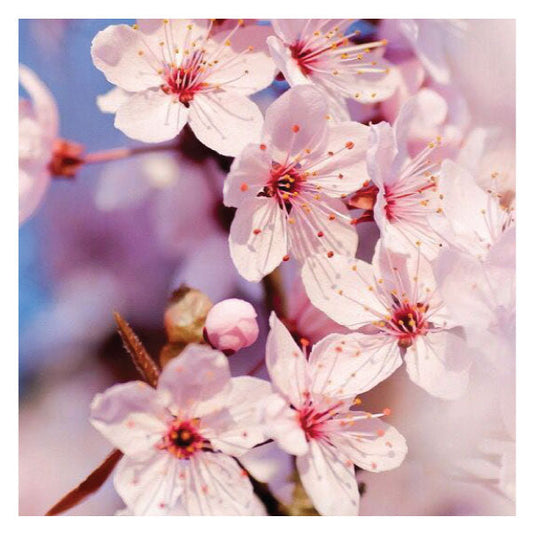 Alcohol Spring Fresh Hand Sanitiser Duo - Value Pack