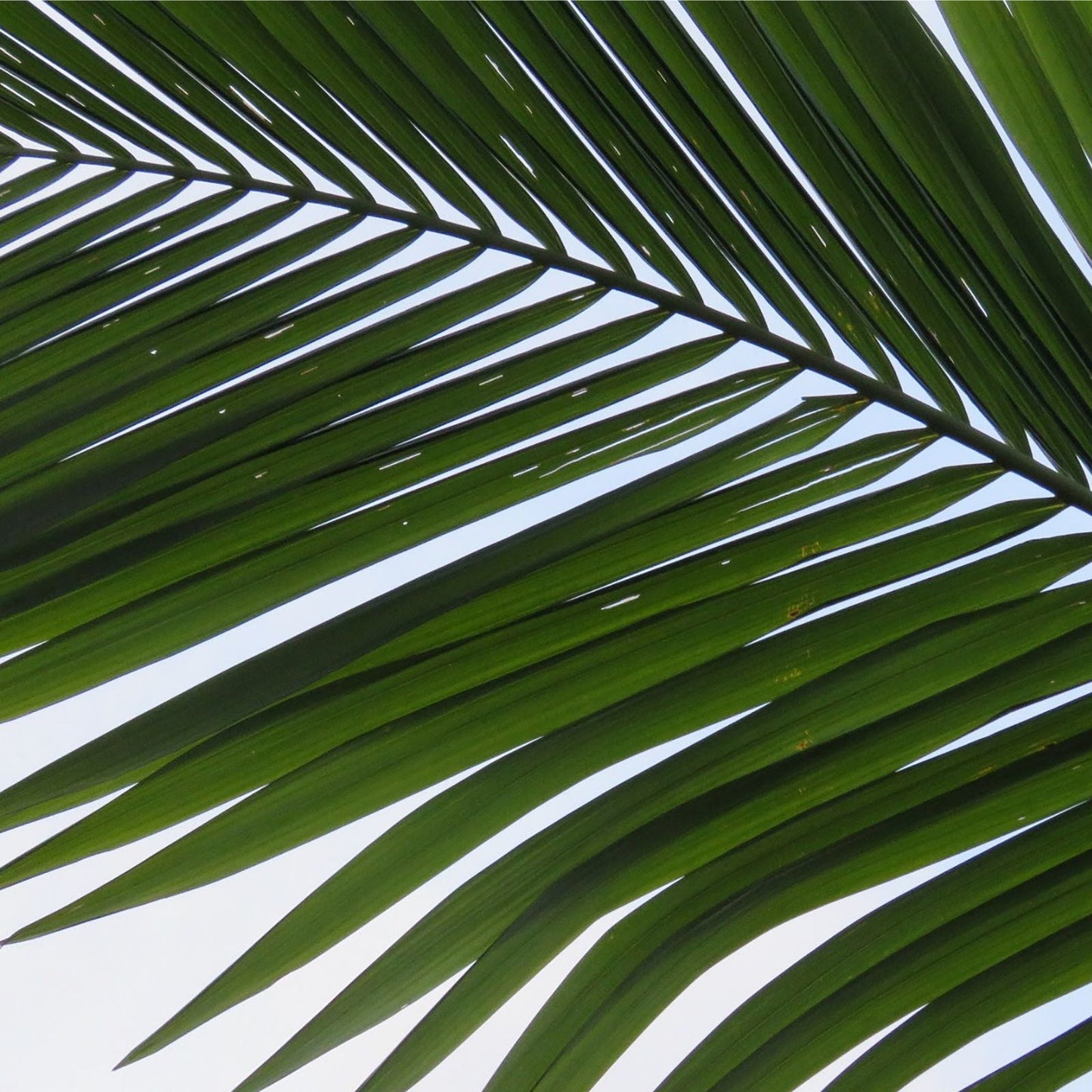 Tropical Paradise Argan Hair & Skin Treatment Serum