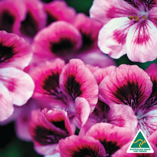 1 Litre Duo - Moroccan Rose + Patchouli, Geranium & Ylang Ylang