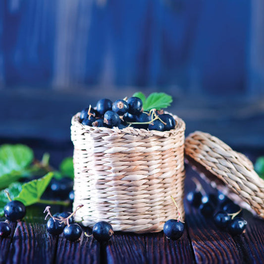 Hamptons Duo Option 3