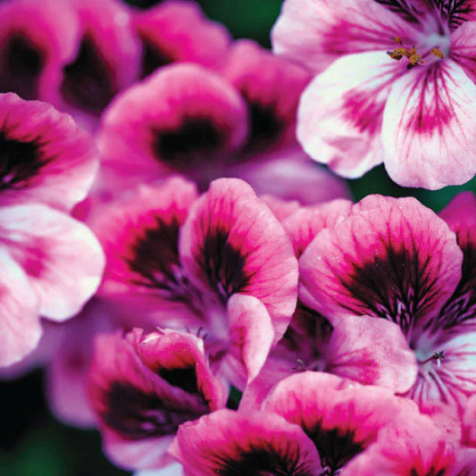 Patchouli, Geranium & Ylang Ylang - Amber Natural Soy Candle