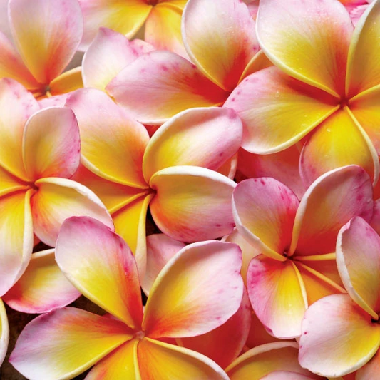 Frangipani Amber Reed Diffuser