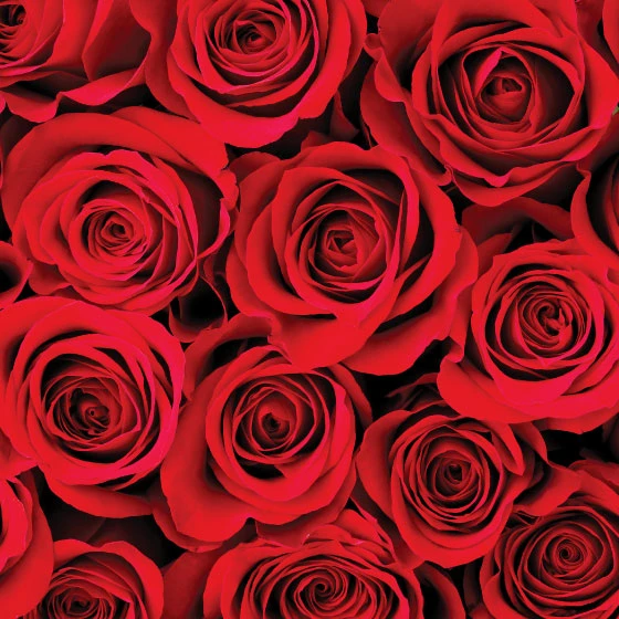 Amber Diffuser Refill