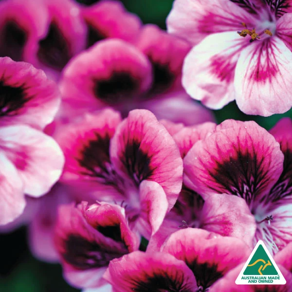 Patchouli, Geranium & Ylang Ylang Argan Body Wash