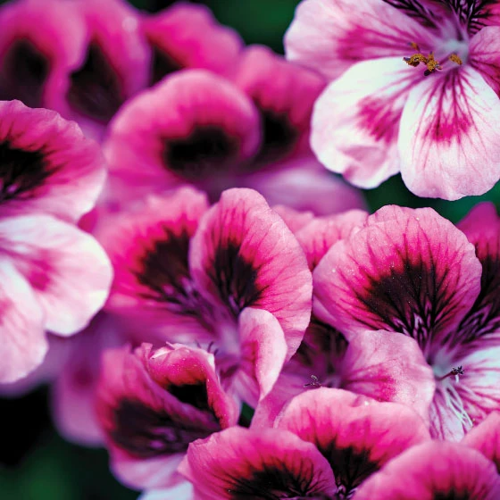 Patchouli, Geranium & Ylang Ylang Room Spray