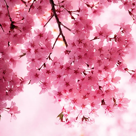 Oriental Cherry Blossom Wax Melt