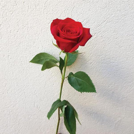 Rose Favourites Hamper Collection